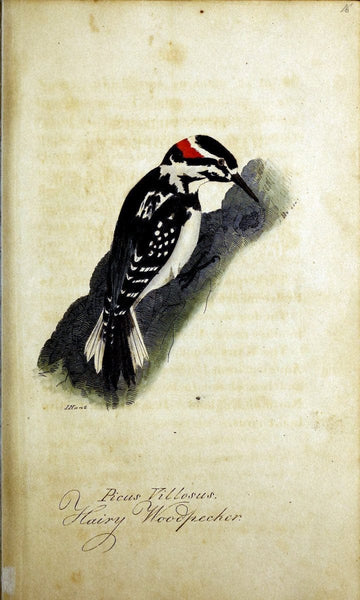 British Ornithology :.norwich :bacon,1815-22. 