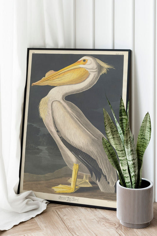 Audubon, Birds  of America, American White Pelican, 1848 : Art Print