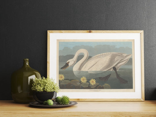 Audubon, Birds  of America, Common American Swan, 1848 : Art Print