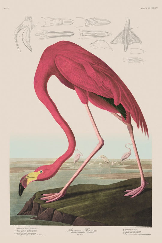 Framed Audubon, Birds  of America, American Flamingo, 1848 : Art Print