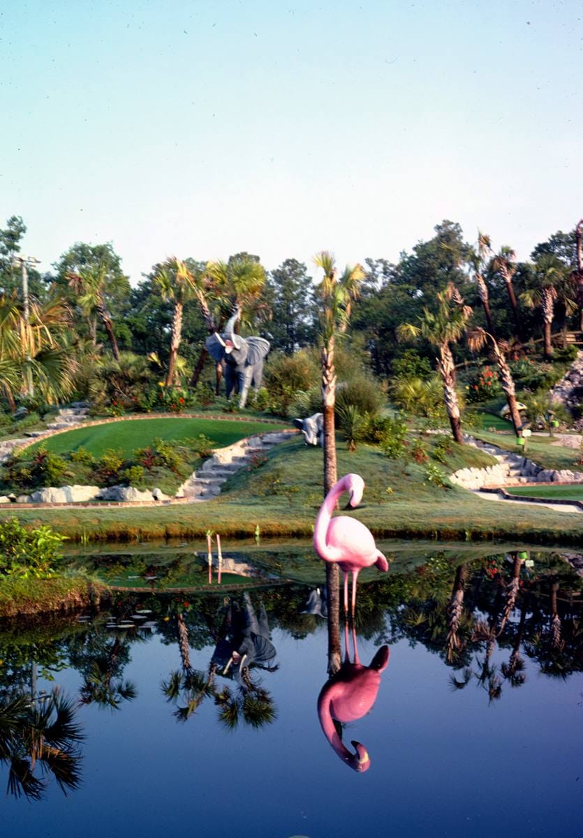 Historic Photo : 1979 Flamingo, Jungle Golf, Myrtle Beach, South Carolina | Margolies | Roadside America Collection | Vintage Wall Art :