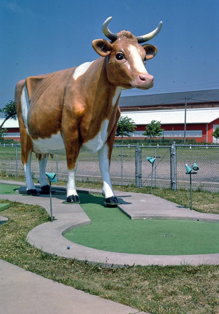 Historic Photo : 1984 Cow, Fairway Golf, 1700 Como Avenue, St. Paul, Minnesota | Margolies | Roadside America Collection | Vintage Wall Art :