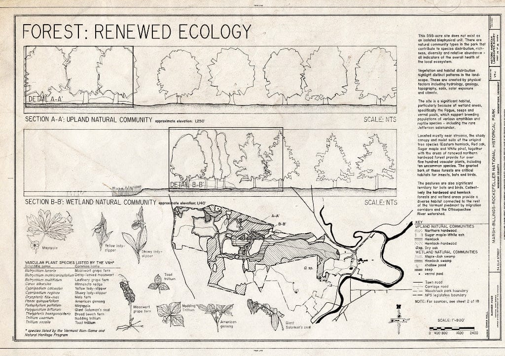 Blueprint Forest: Renewed Ecology - Marsh-Billings-Rockefeller National Historical Park, 54 Elm Street, Woodstock, Windsor County, VT