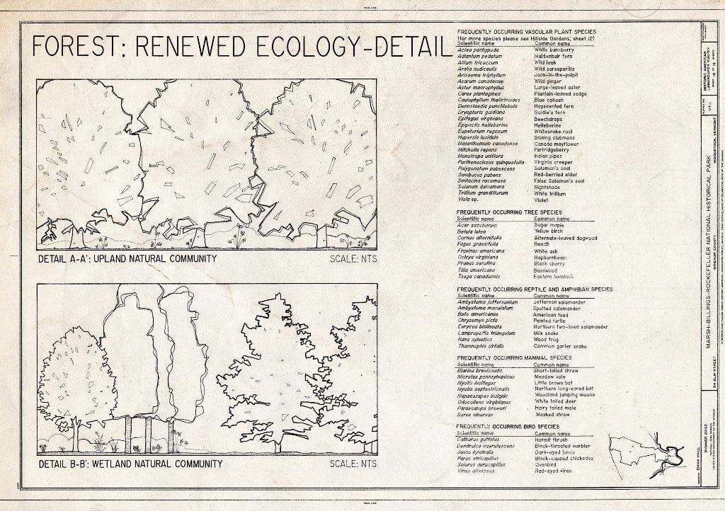 Blueprint Forest: Renewed Ecology Detail - Marsh-Billings-Rockefeller National Historical Park, 54 Elm Street, Woodstock, Windsor County, VT