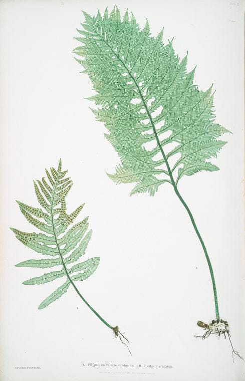 Art Print : A. Lastrea Filix-mas pumila. B. L. Filix-mas paleacea. [The Male Fern, or Common Buckler Fern], 1831 - Vintage Wall Art