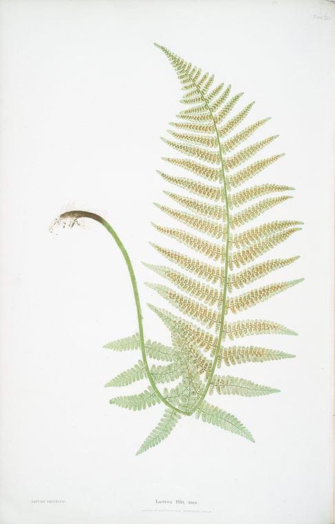 Art Print : Lastrea Filix-mas incisa. [The Male Fern, or Common Buckler Fern], 1831 - Vintage Wall Art