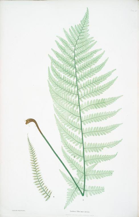 Art Print : Lastrea dukatata dynetirym. [The Broad Prickly-Toothed Buckler Fern], 1831 - Vintage Wall Art