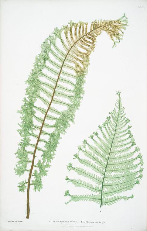 Art Print : A. Hymenophyllum tunbridgense. B. H. unilaterale. [ The Tunbridge Film Fern], 1831 - Vintage Wall Art