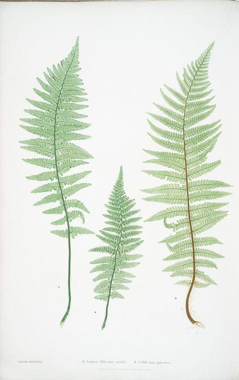 Art Print : A. Lastrea Filix-mas cristata. B. L. Filix-mas polydactyla. [The Male Fern, or Common Buckler Fern], 1831 - Vintage Wall Art