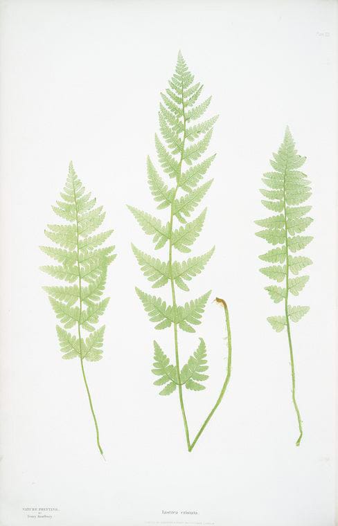 Art Print : Lastrea cristata uliginosa. [The Crested Buckler Fern], 1831 - Vintage Wall Art