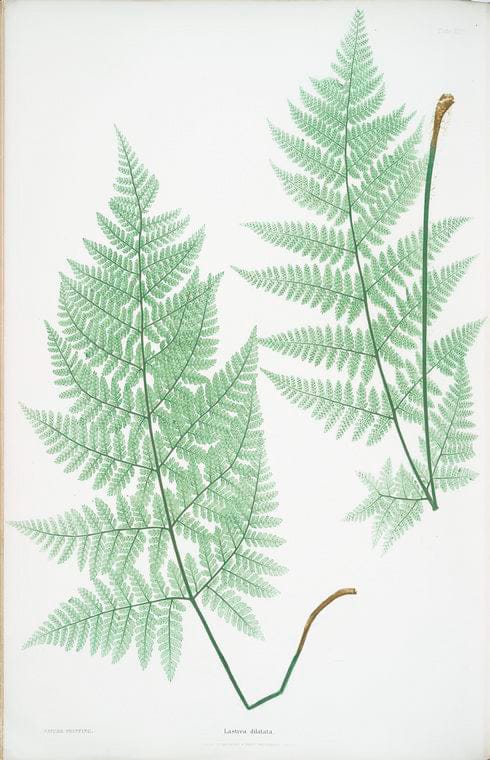 Art Print : Lastrea dilatata glandulosa. [The Broad Prickly-Toothed Buckler Fern], 1831 - Vintage Wall Art