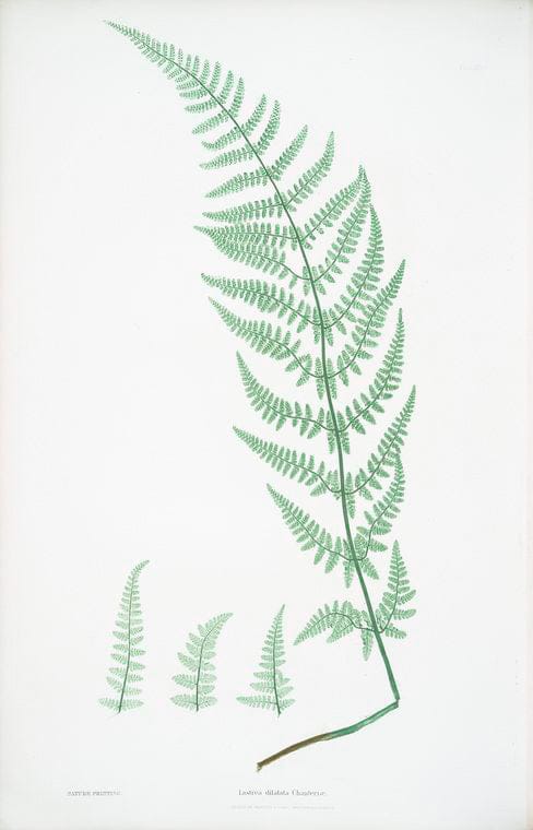 Art Print : Lastrea cristata. [The Crested Buckler Fern], 1831 - Vintage Wall Art