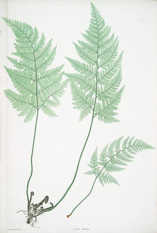 Art Print : Lastrea Filix-mas. [The Male Fern, or Common Buckler Fern], 1831 - Vintage Wall Art