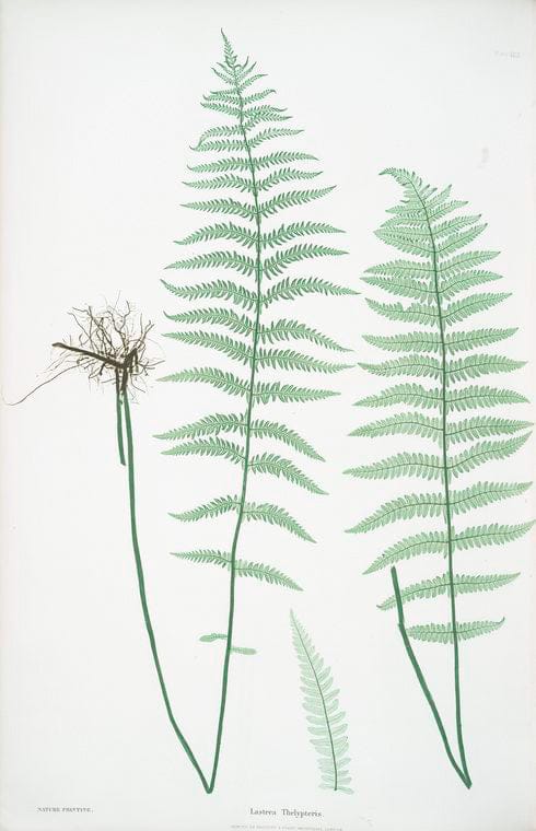 Art Print : Lastrea spinulosa. [The Narrow Prickly-Toothed Buckler Fern], 1831 - Vintage Wall Art