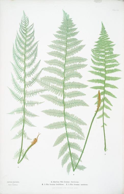 Art Print : A. Athyrium Filix-foemina crispum. B. Athyrium Filix-foemina depaperatum. C. Athyrium Filix-foemina dissectum. [The Lady Fern], 1831 - Vintage Wall Art