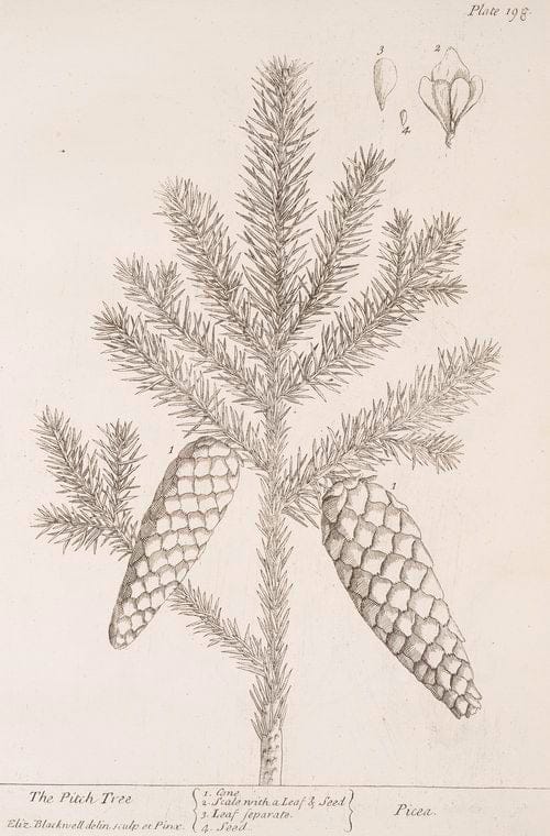 Art Print : The Pine Tree, or manur'd Pine, 1739 - Vintage Wall Art