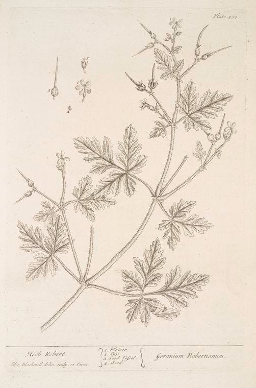 Art Print : Herb Paris, 1739 - Vintage Wall Art