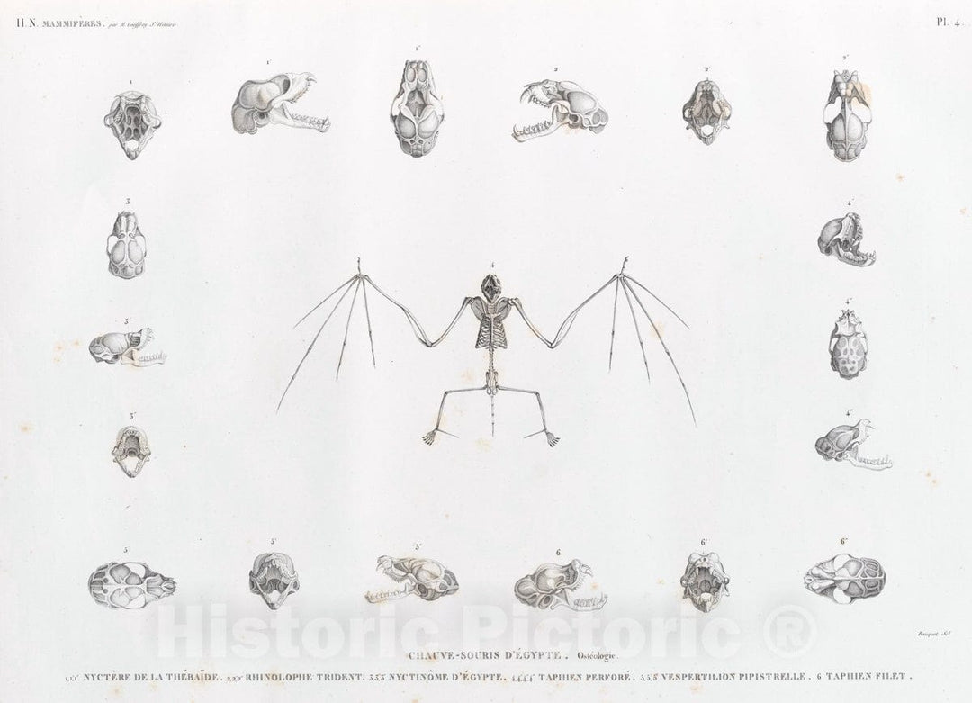 Art Print : 1809, Zoologie. Mammiferes. Chauve-Souris d'Egypte. Osteologie. 1.1'.1". - Vintage Wall Art