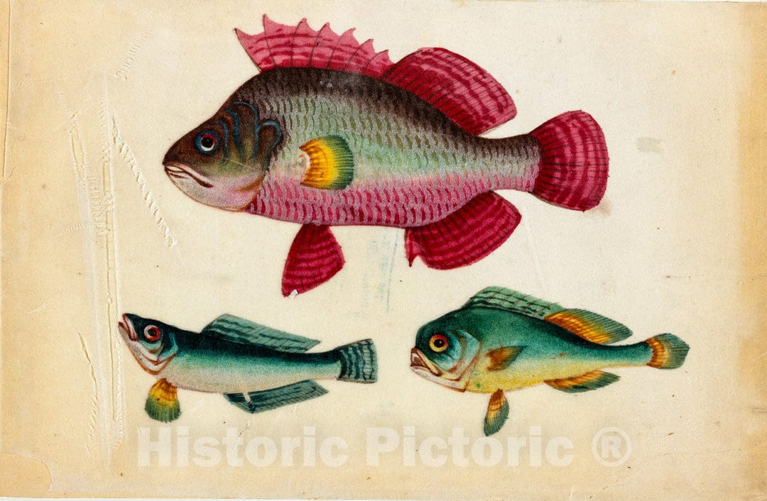 Art Print : One Pink Fish, Two Green Fish. - Vintage Wall Art