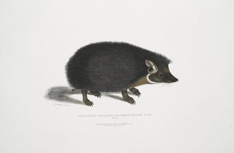 Art Print : 1830, Collared Hedge Hog, Erinaceus collaris. - Vintage Wall Art