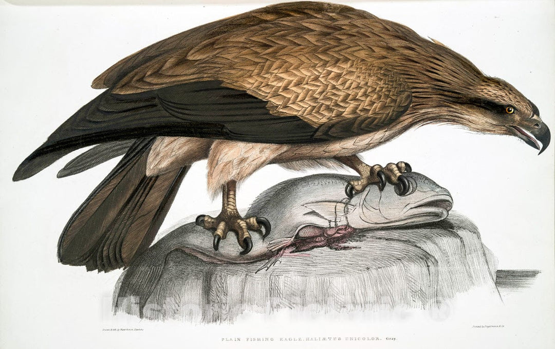 Art Print : 1830, Plain Fishing Eagle, Haliaetus Unicolor. - Vintage Wall Art