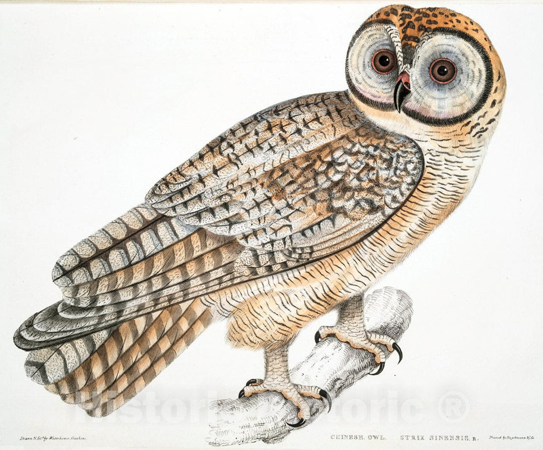 Art Print : 1830, Chinese Owl, Strix Sinensis. - Vintage Wall Art