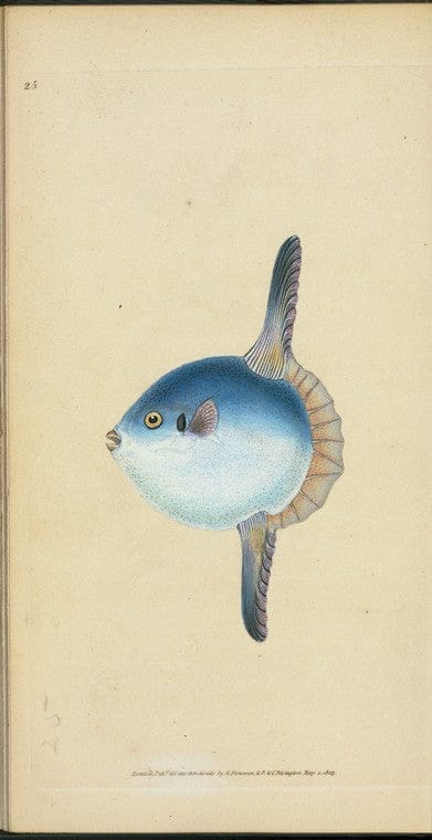 Art Print : Short Sun-Fish, Tetrodon Mola, 1768 - Vintage Wall Art