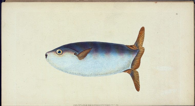 Art Print : Truncated Sun-Fish, Tetrodon truncatus, 1768 - Vintage Wall Art