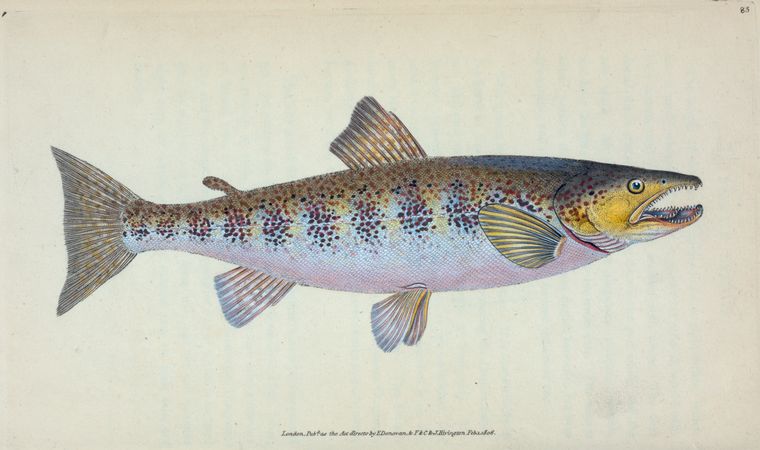 Art Print : Trout, Salmo Fario, 1768 - Vintage Wall Art