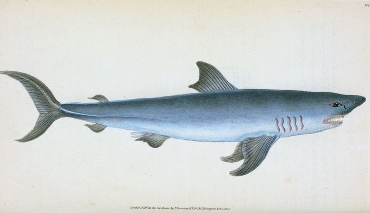 Art Print : Porbeagle Shark, Squalus Cornubicus, 1768 - Vintage Wall Art