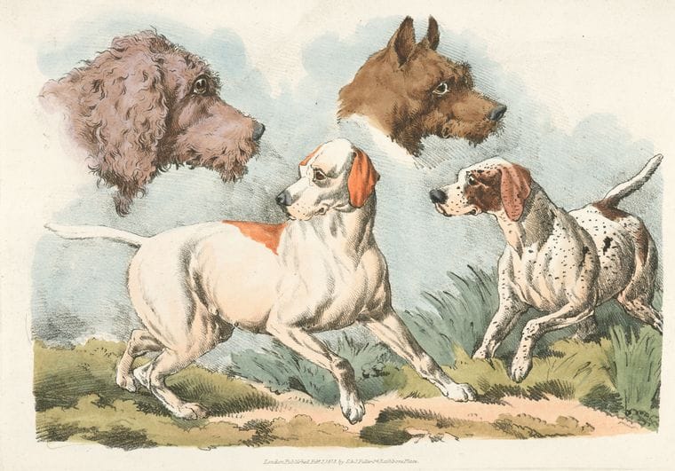 Art Print : 1817, Two Dogs and Two Dog Heads. - Vintage Wall Art