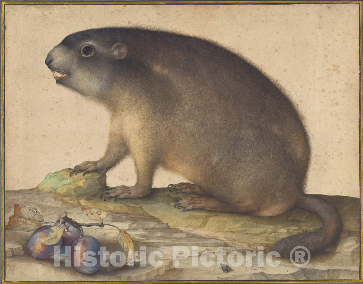 Art Print : Jacopo Ligozzi, A Marmot with a Branch of Plums, 1605 - Vintage Wall Art