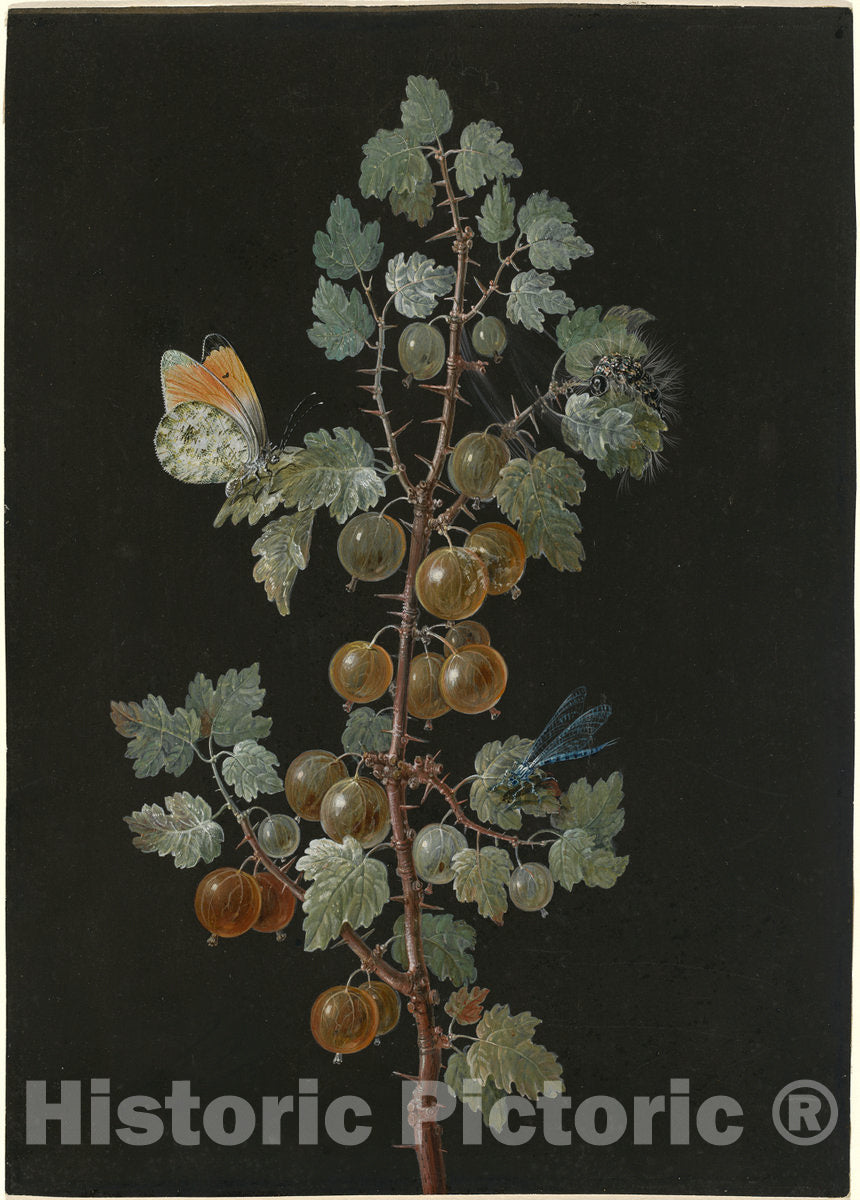 Art Print : Barbara Dietzsch, A Branch of Gooseberries with a Dragonfly, an Orange-Tip Butterfly, and a Caterpillar, 1725-1783 - Vintage Wall Art