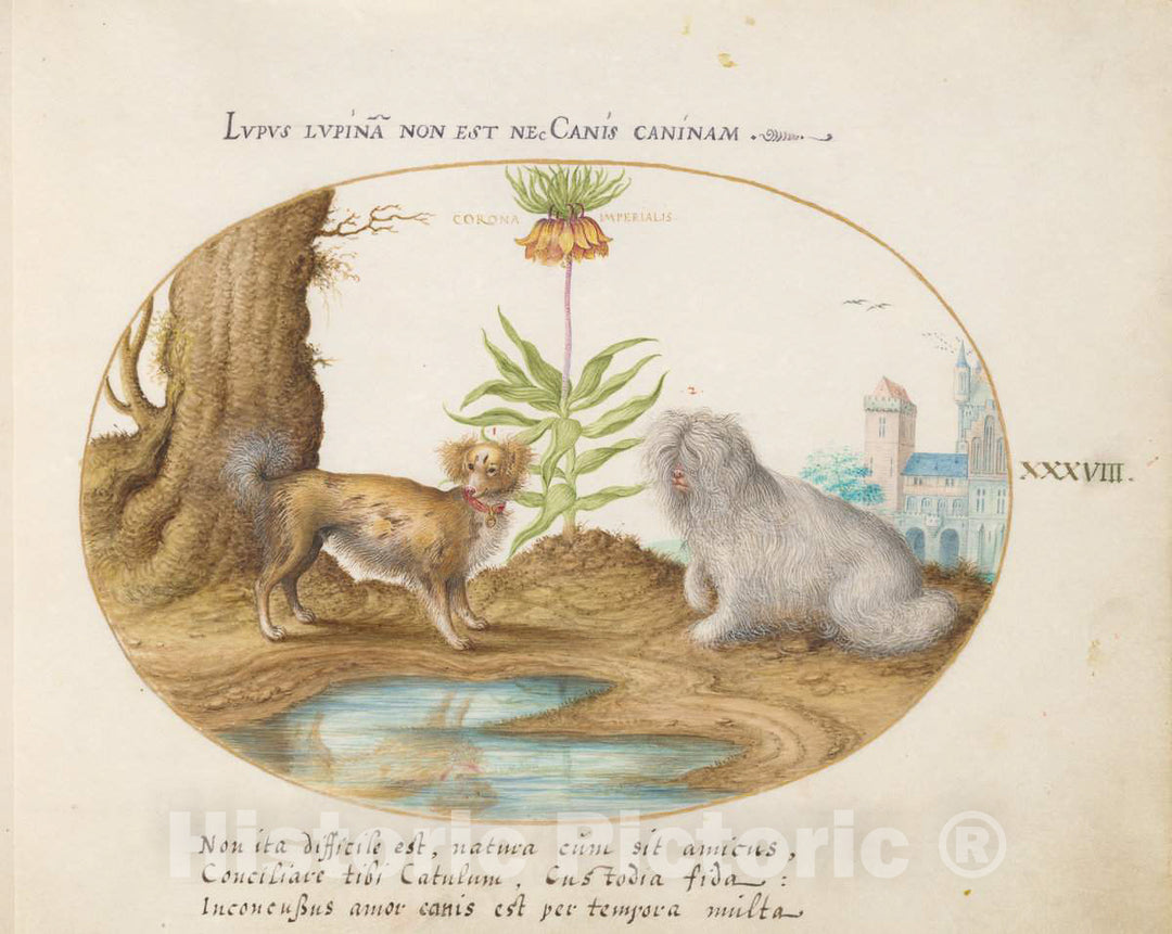 Art Print : Joris Hoefnagel, Animalia Qvadrvpedia et Reptilia (Terra): Plate XXXVIII, c.1578 - Vintage Wall Art