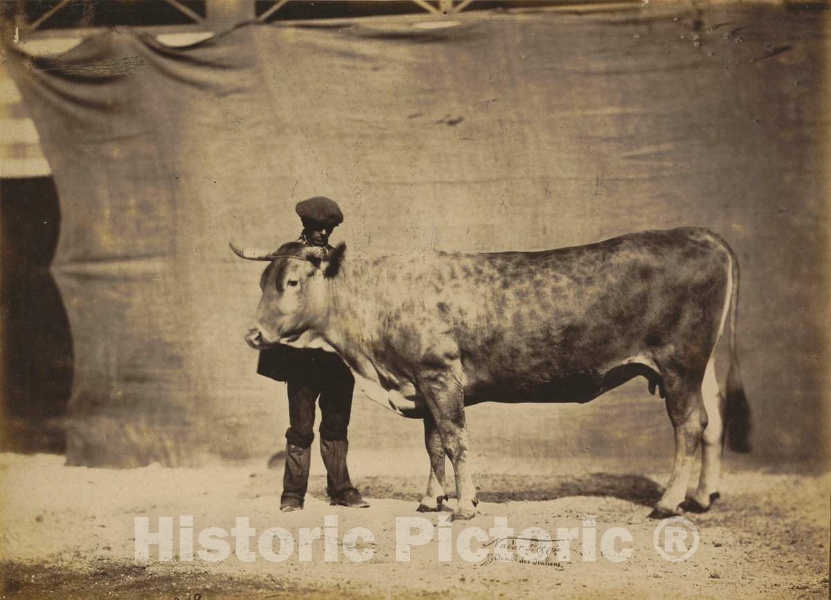 Art Print : Adrien Tournachon, Vache Garonnaise, agÃ©e de 5 Ã  6 ans, 1856 - Vintage Wall Art