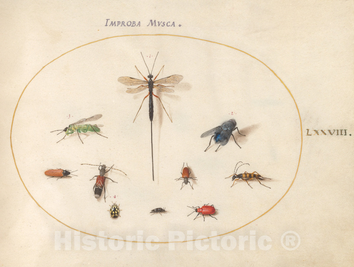 Art Print : Joris Hoefnagel, Animalia Rationalia et Insecta (Ignis): Plate LXXVIII, c.1578 - Vintage Wall Art