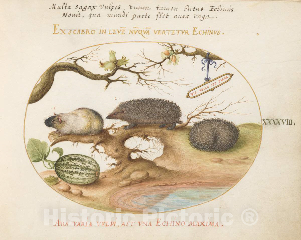 Art Print : Joris Hoefnagel, Animalia Qvadrvpedia et Reptilia (Terra): Plate XLVIII, c.1578 - Vintage Wall Art