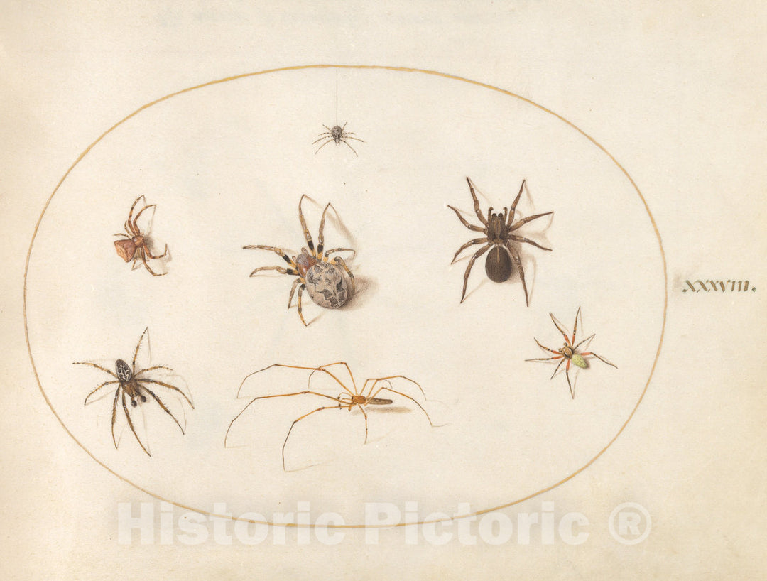 Art Print : Joris Hoefnagel, Animalia Rationalia et Insecta (Ignis): Plate XXXVIII, c.1578 - Vintage Wall Art