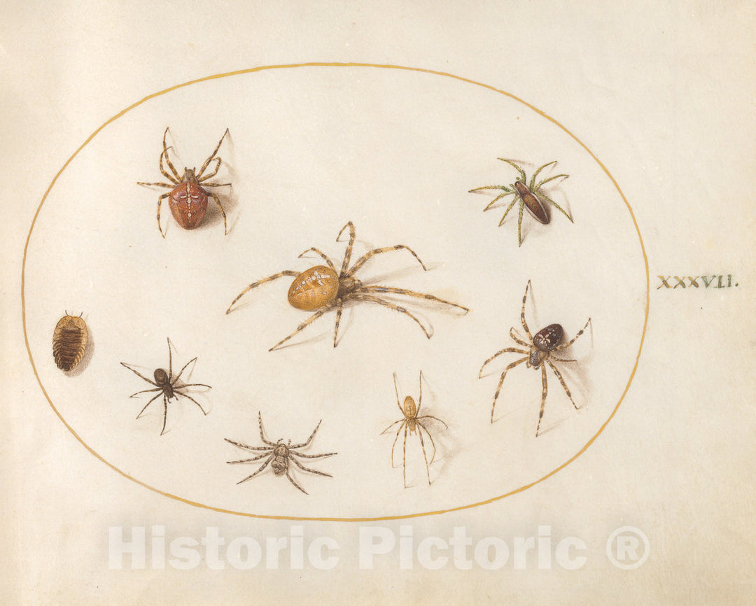 Art Print : Joris Hoefnagel, Animalia Rationalia et Insecta (Ignis): Plate XXXVII, c.1578 - Vintage Wall Art