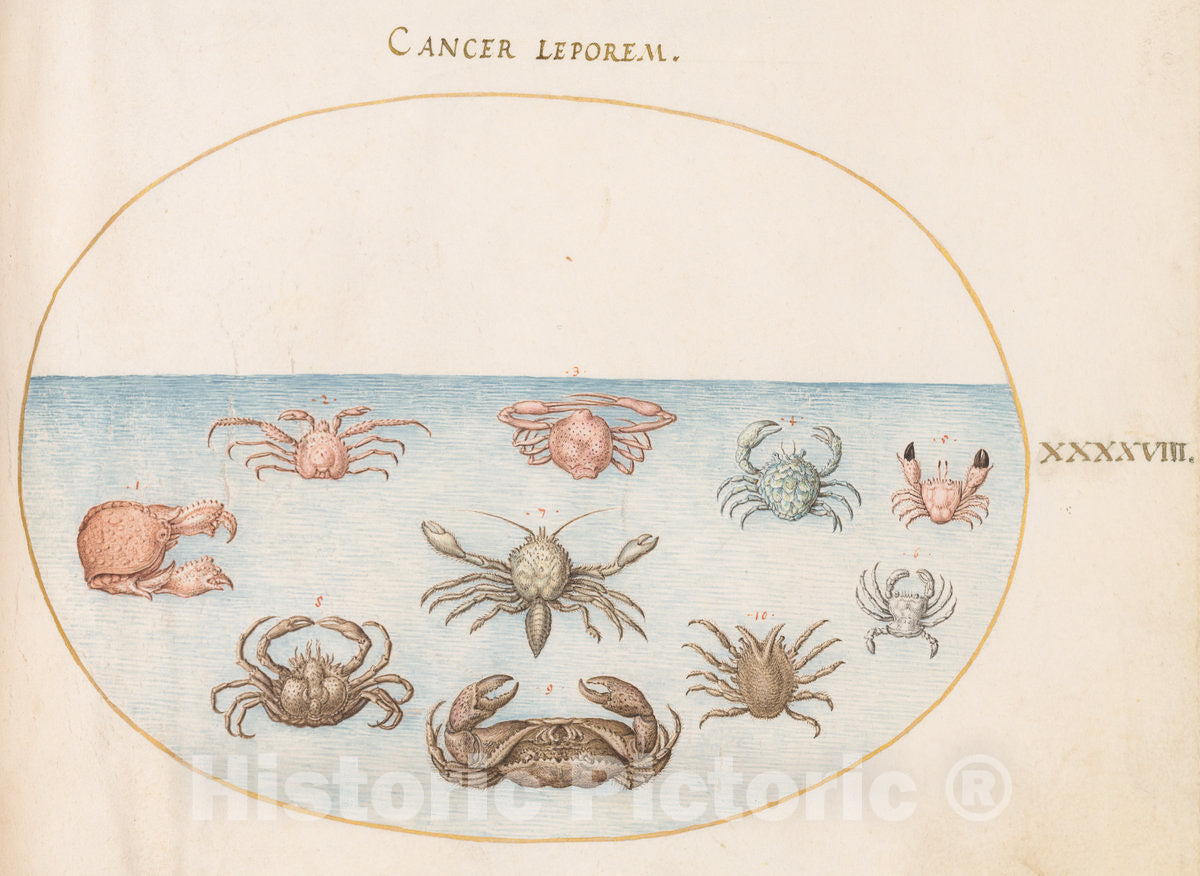 Art Print : Joris Hoefnagel, Animalia Aqvatilia et Cochiliata (Aqva): Plate XLVIII, c.1578 - Vintage Wall Art