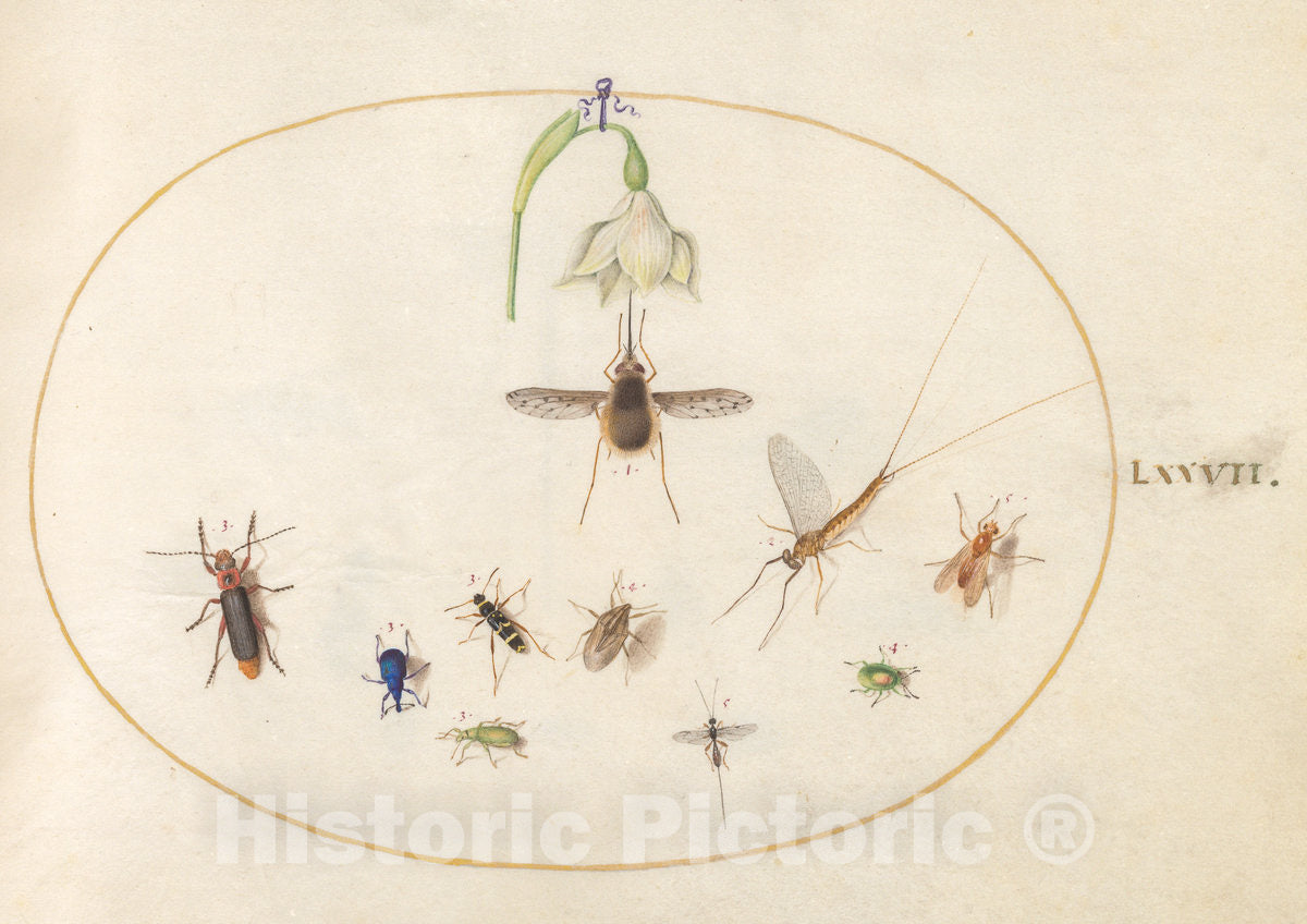 Art Print : Joris Hoefnagel, Animalia Rationalia et Insecta (Ignis): Plate LXXVII, c.1578 - Vintage Wall Art