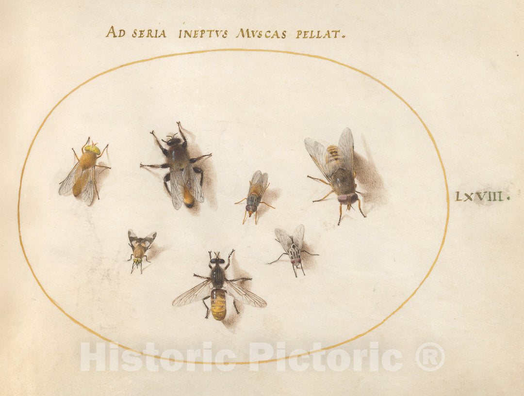 Art Print : Joris Hoefnagel, Animalia Rationalia et Insecta (Ignis): Plate LXVIII, c.1578 - Vintage Wall Art