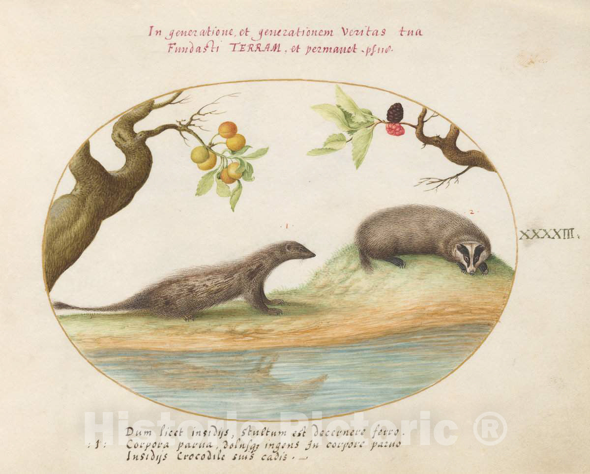 Art Print : Joris Hoefnagel, Animalia Qvadrvpedia et Reptilia (Terra): Plate XLIII, c.1578 - Vintage Wall Art