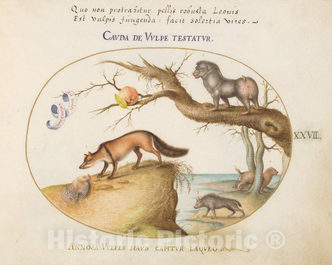 Art Print : Joris Hoefnagel, Animalia Qvadrvpedia et Reptilia (Terra): Plate XXVII, c.1578 - Vintage Wall Art