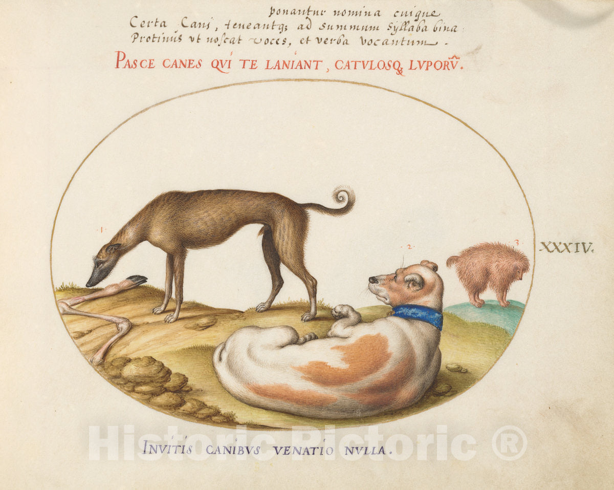 Art Print : Joris Hoefnagel, Animalia Qvadrvpedia et Reptilia (Terra): Plate XXXIV, c.1578 - Vintage Wall Art