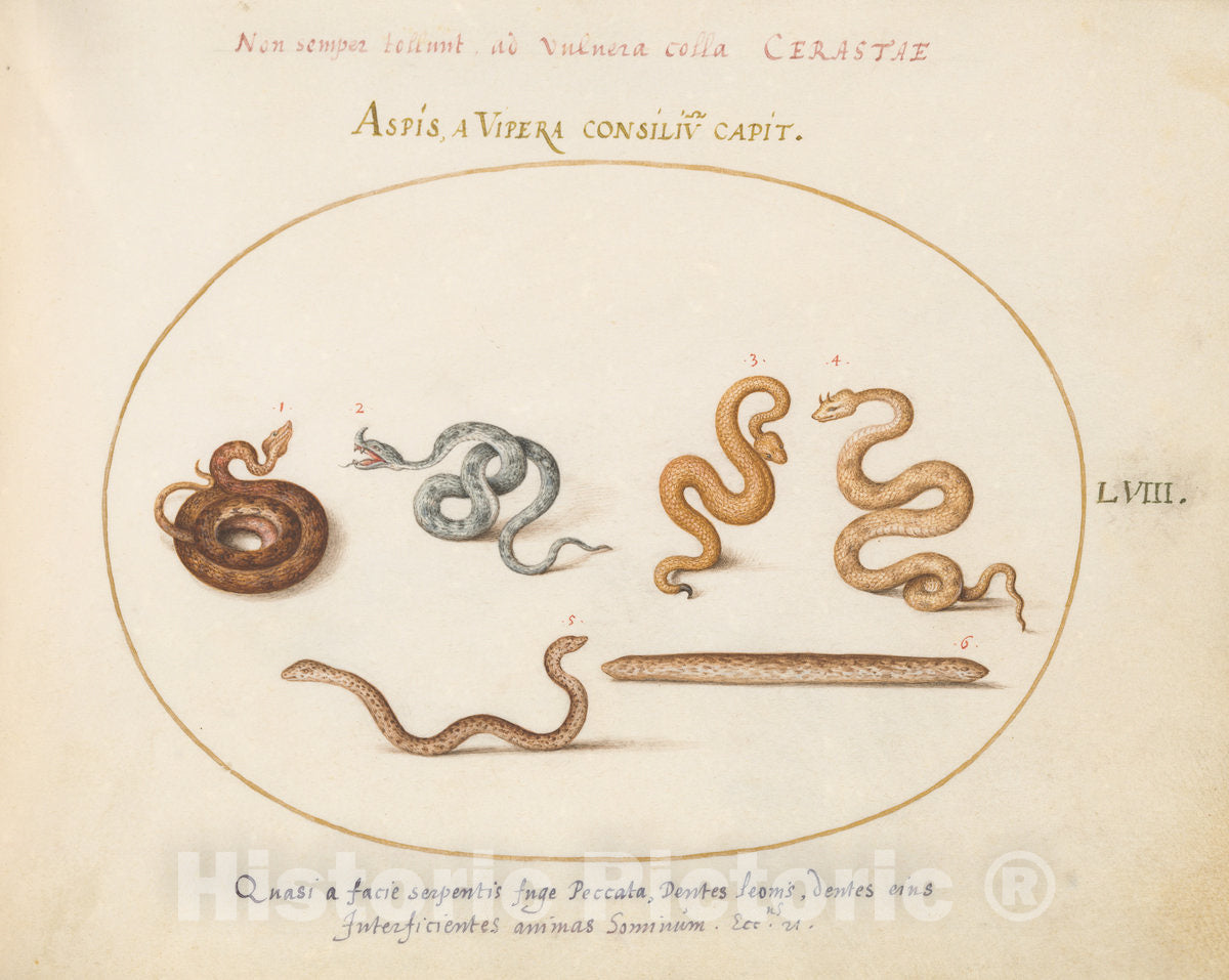 Art Print : Joris Hoefnagel, Animalia Qvadrvpedia et Reptilia (Terra): Plate LVIII, c.1578 - Vintage Wall Art