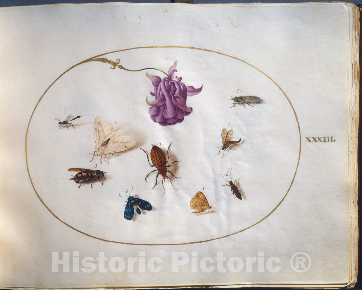 Art Print : Joris Hoefnagel, Animalia Rationalia et Insecta (Ignis): Plate XXXIII, c.1578 - Vintage Wall Art