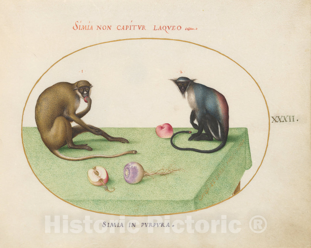 Art Print : Joris Hoefnagel, Animalia Qvadrvpedia et Reptilia (Terra): Plate XXXII, c.1578 - Vintage Wall Art