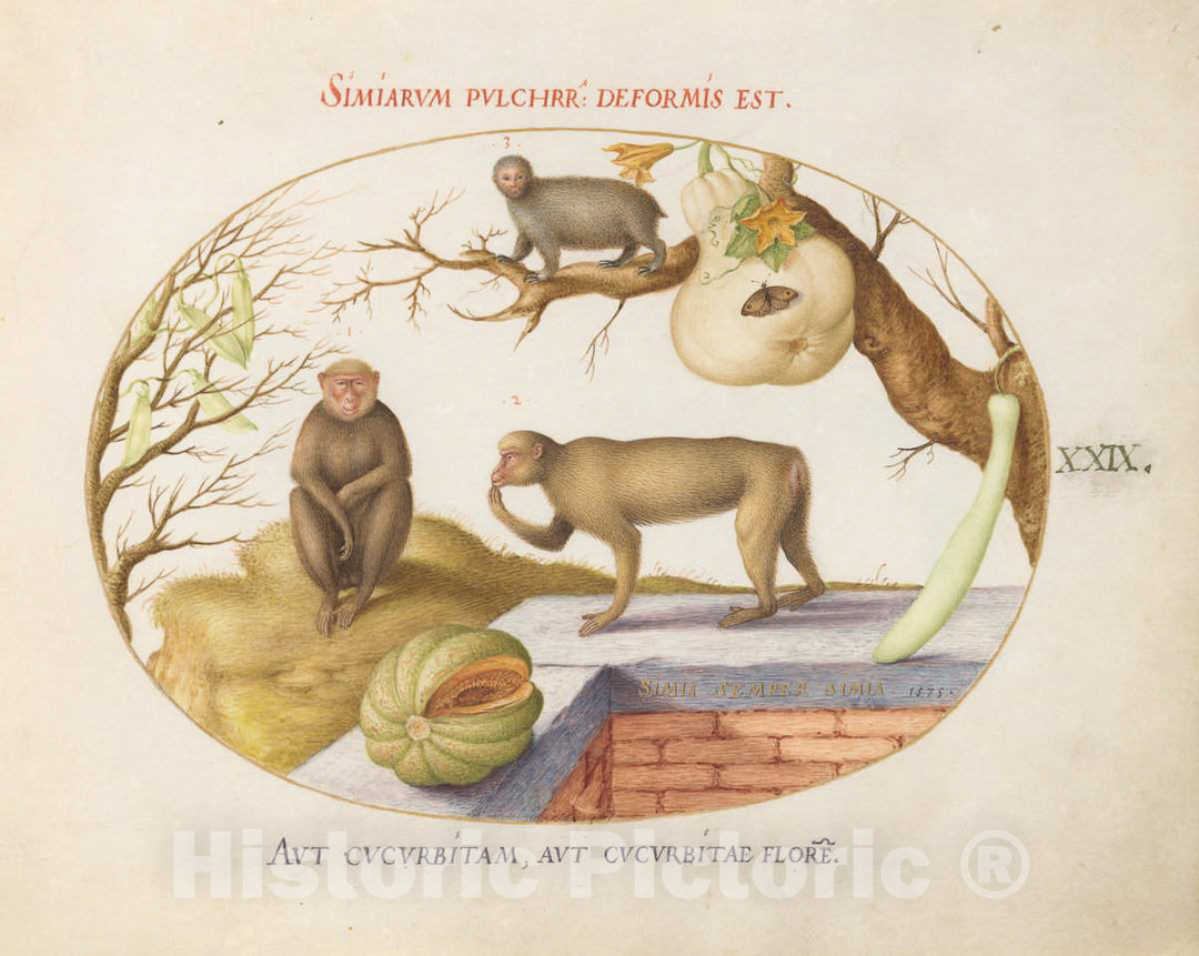 Art Print : Joris Hoefnagel, Animalia Qvadrvpedia et Reptilia (Terra): Plate XXIX, c.1578 - Vintage Wall Art