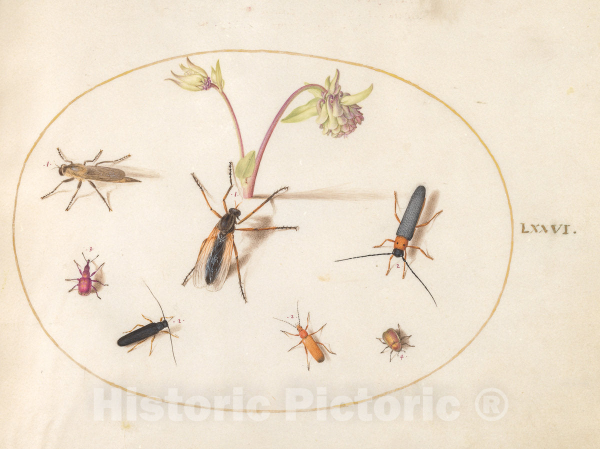 Art Print : Joris Hoefnagel, Animalia Rationalia et Insecta (Ignis): Plate LXXVI, c.1578 - Vintage Wall Art